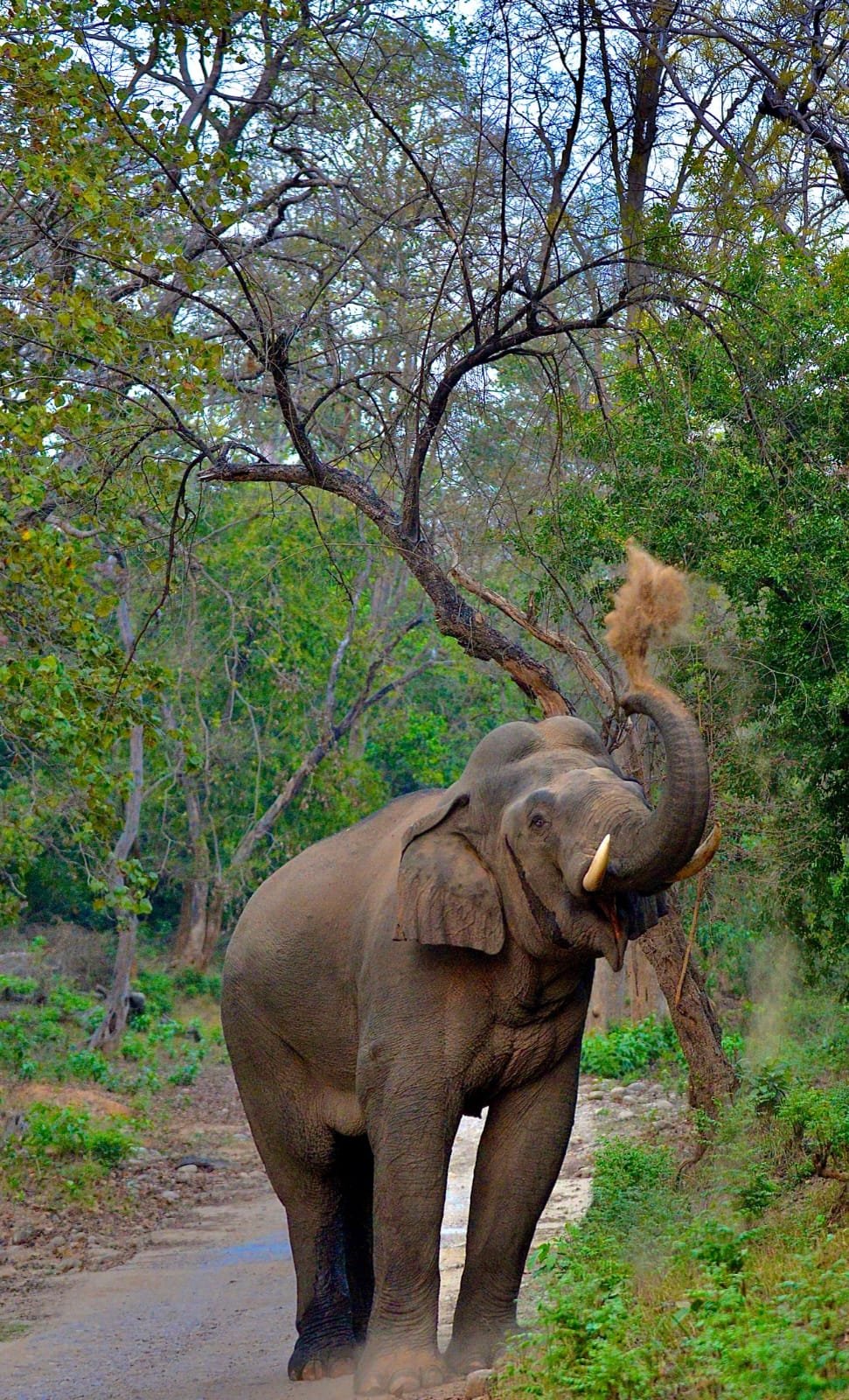 Elephant taking a dust bath along a jungle trail