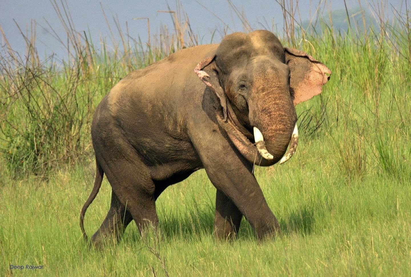 Tusker elephant walking through tall grassland