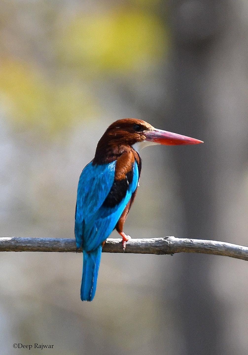 White-throated kingfisher perched on a branch