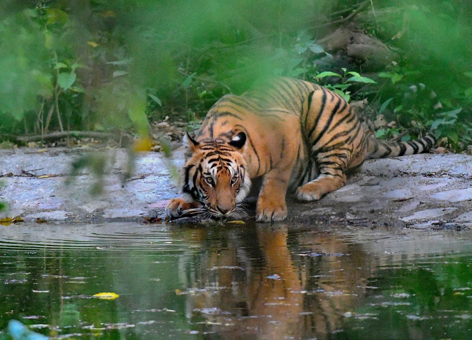Bengal tiger drinking at a forest waterhole in Jim Corbett